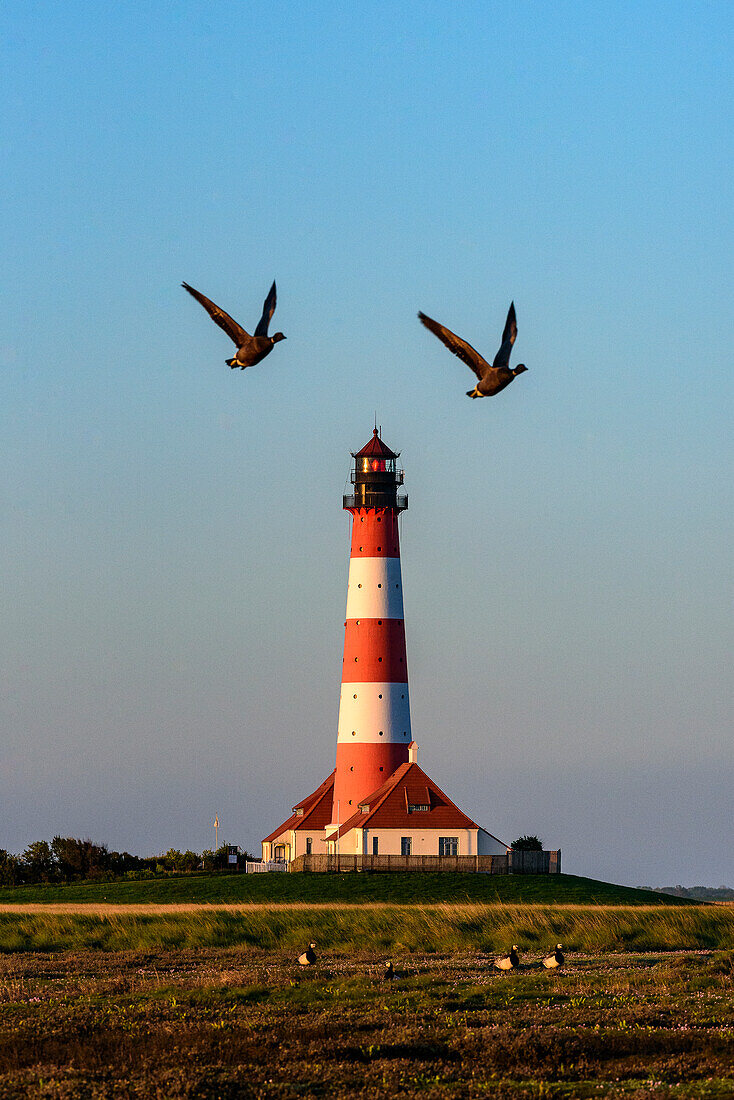 Fliegende Gänse vor Leuchtturm Westerheversand, Halbinsel Eiderstedt, Nordfriesland, Nordseeküste, Schleswig Holstein, Deutschland, Europa