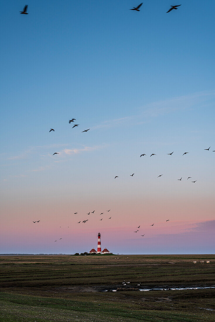 Flying geese in front of the Westerheversand lighthouse, Eiderstedt peninsula, North Friesland, North Sea coast, Schleswig Holstein, Germany, Europe