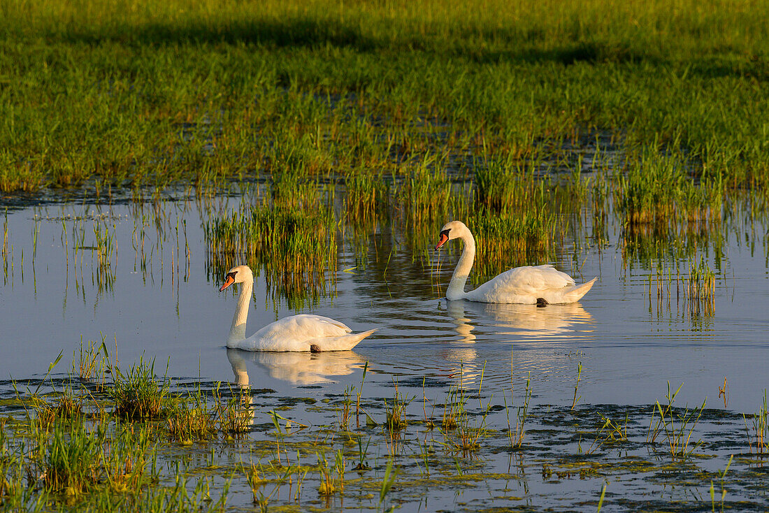 Swans, Katinger Watt, Toenning, Eiderstedt peninsula, North Friesland, North Sea coast, Schleswig Holstein, Germany, Europe