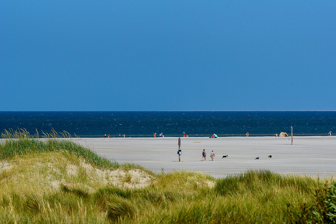 Dune landscape at the beach of St. Peter Ording, North Friesland, North Sea coast, Schleswig Holstein, Germany, Europe