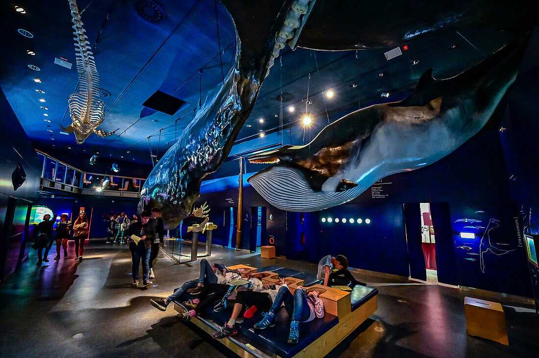 Multimar Wattforum National Park Center, Toenning, Eiderstedt Peninsula, North Friesland, North Sea Coast, Schleswig Holstein, Germany, Europe