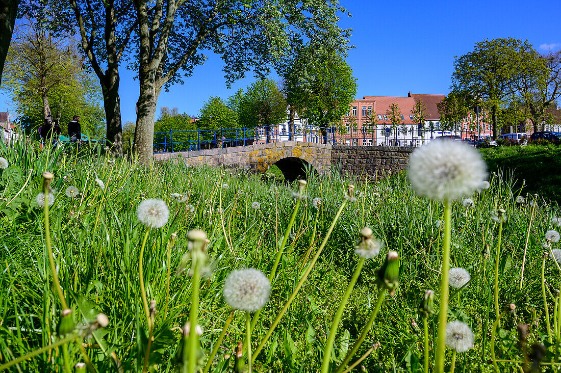 Dandelion with stone bridge, city view with canals, Friedrichstadt, North Friesland, North Sea coast, Schleswig Holstein, Germany, Europe