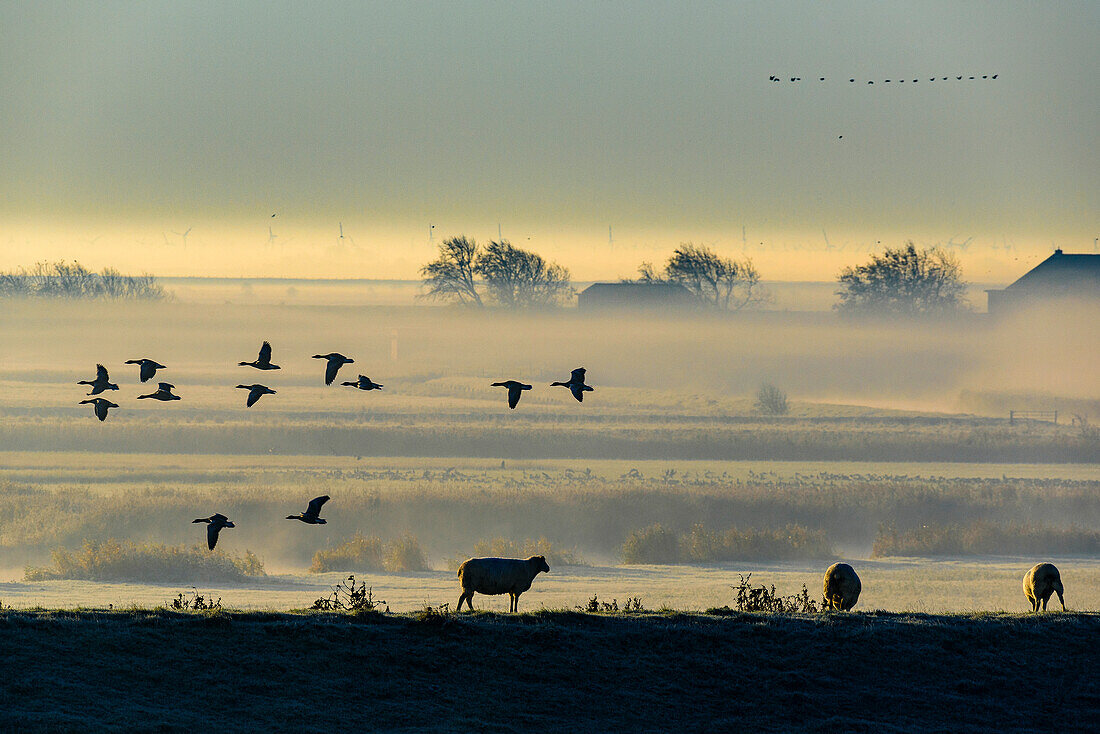 Zugvögel mit Schafen, Landschaft am Beltringharder Koog im Herbst, Nordfriesland, Nordseeküste, Schleswig Holstein, Deutschland, Europa