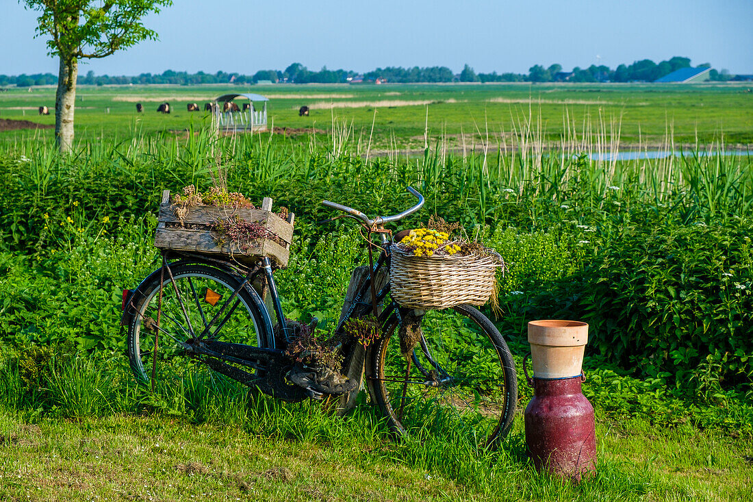 Deko-Fahrrad vor Roter Haubarg: Lokal, Husum, Nordfriesland, Nordseeküste, Schleswig Holstein, Deutschland, Europa
