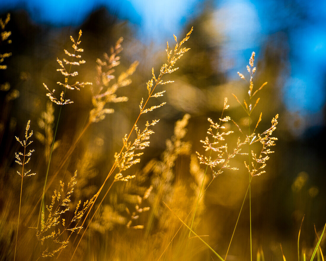 Close-up of Tall Grass in Field