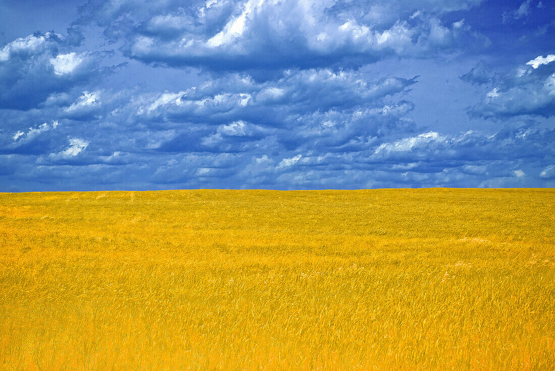 Goldenes Grasfeld und bewölkter blauer Himmel