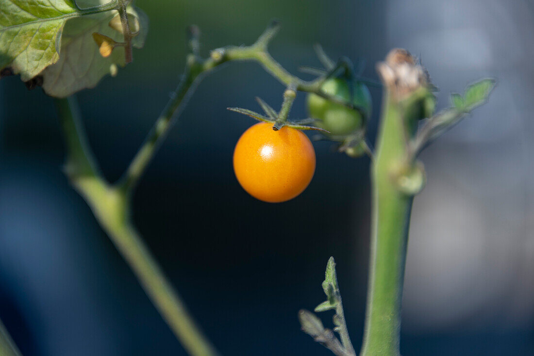 Kleine, gelbe Tomate an der Pflanze
