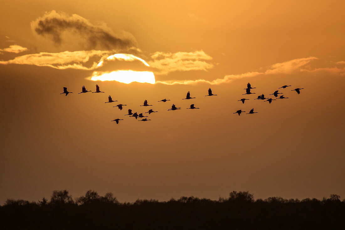 Cranes in flight in front of the setting sun, common crane, Grus grus, Diepholzer Moor, Lower Saxony, Germany