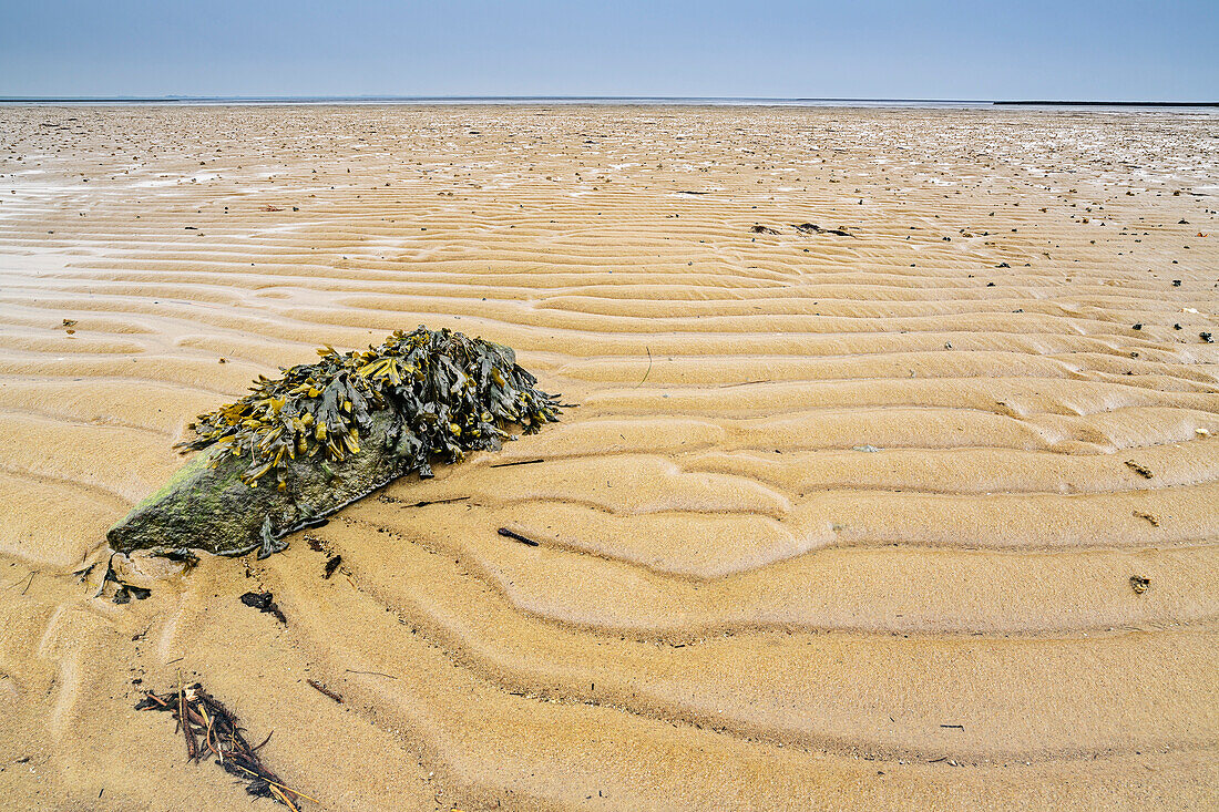 Sandstrand mit Blasentang, Nordstrandischmoor, Nationalpark Wattenmeer, Schleswig-Holstein, Deutschland