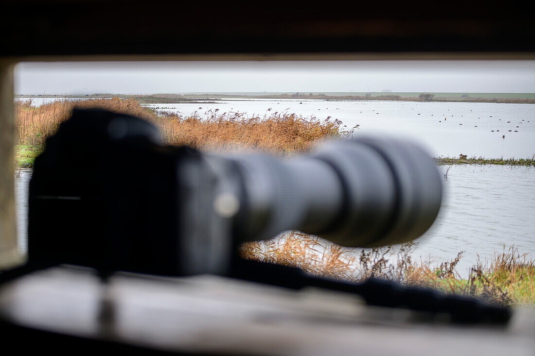 Kamera mit Teleobjektiv schaut aus Fenstern einer Vogelbeobachtungshütte, Lüttmoordamm, Beltringharder Koog, Nationalpark Wattenmeer, Schleswig-Holstein, Deutschland