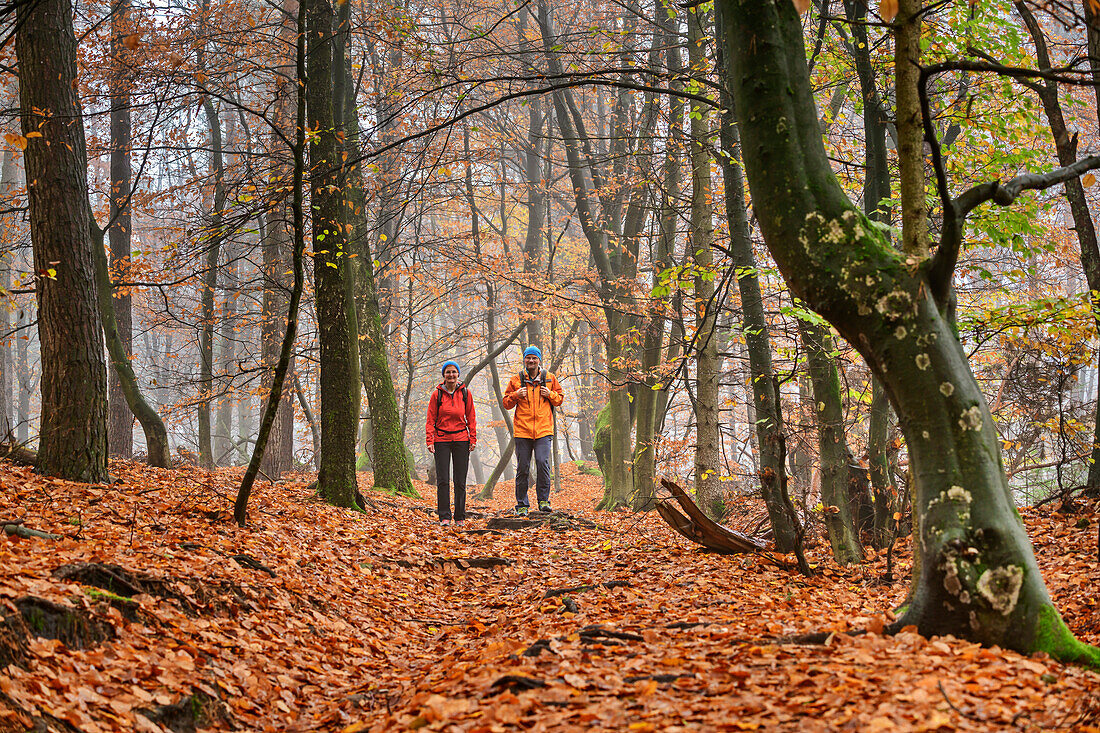 Man and woman hiking through autumn deciduous forest, Heidschnuckenweg, nature reserve beech forests in the Rosengarten, Rosengarten state forest, Lower Saxony, Germany