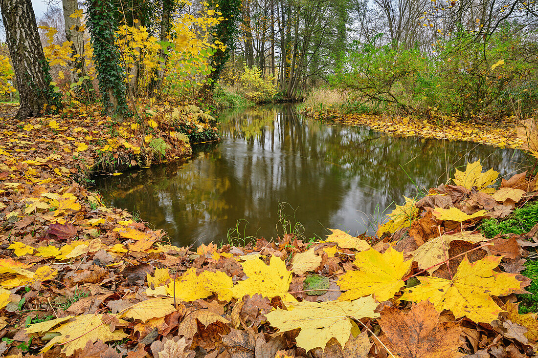 Herbstlaub am Ufer der Örtze, Örtze, Müden, Heidschnuckenweg, Niedersachsen, Deutschland