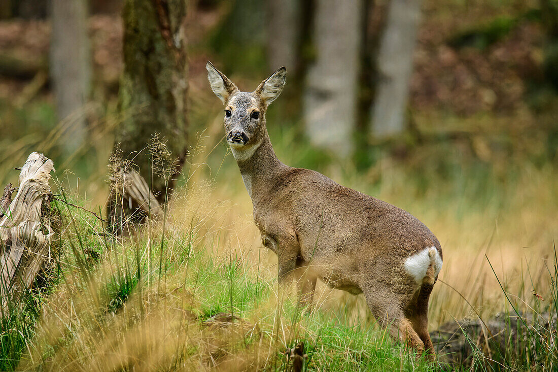 Roe deer, Capreolus capreolus, Müden Wildlife Park, Heidschnuckenweg, Lower Saxony, Germany