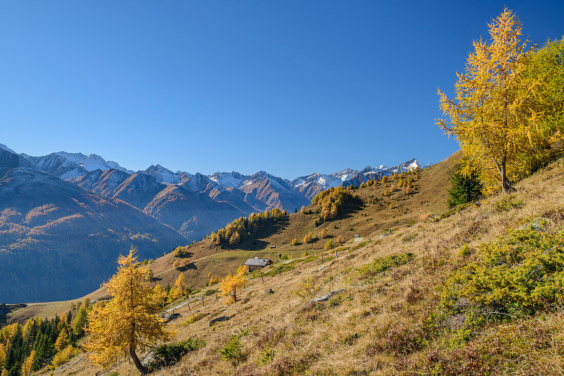 Herbstlich verfärbte Lärchen mit Bergen der Venedigergruppe im Hintergrund, Große Nillalm, Virgental, Hohe Tauern, Nationalpark Hohe Tauern, Osttirol, Österreich