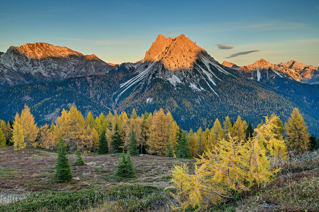 Autumn colored larches with Porce and Longerin in alpenglow, on Monte Spina, Carnic Alps, Venetia, Veneto, Italy