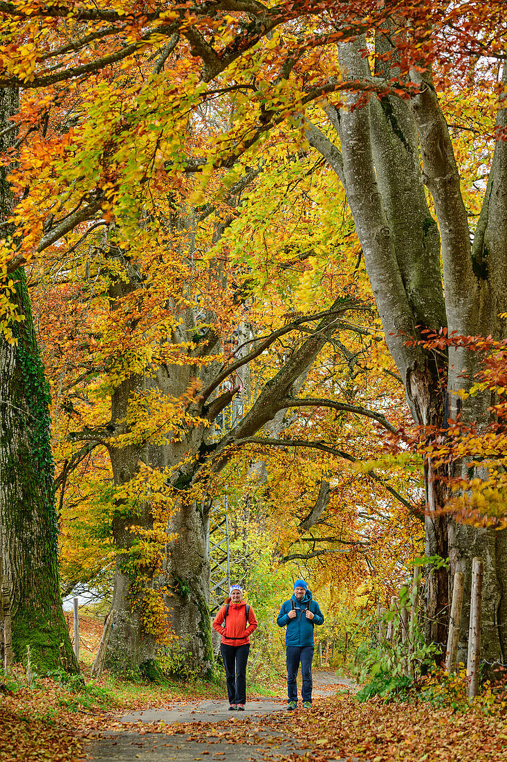 Man and woman hiking through autumnal avenue, Holzkirchen geology educational trail, Holzkirchen geo-teaching trail, Upper Bavaria, Bavaria, Germany