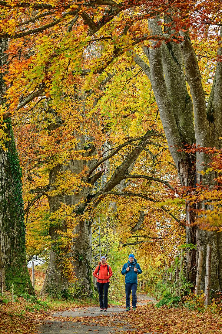 Mann und Frau beim Wandern gehen durch herbstliche Allee, Geologie-Lehrpfad Holzkirchen, Geolehrpfad Holzkirchen, Oberbayern, Bayern, Deutschland