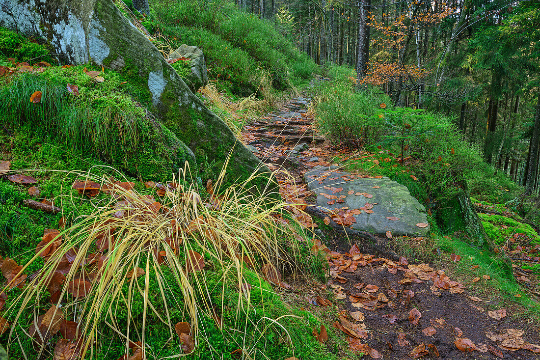 Weg durch Herbstwald, Buhlbachsee, Nationalpark Schwarzwald, Schwarzwald, Baden-Württemberg, Deutschland
