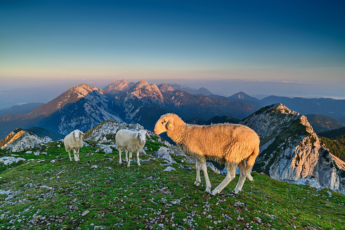 Sheep in the morning light at the peak of Veliki vrh, Veliki vrh, Hochturm, Karawanken, Slovenia, Carinthia, Austria