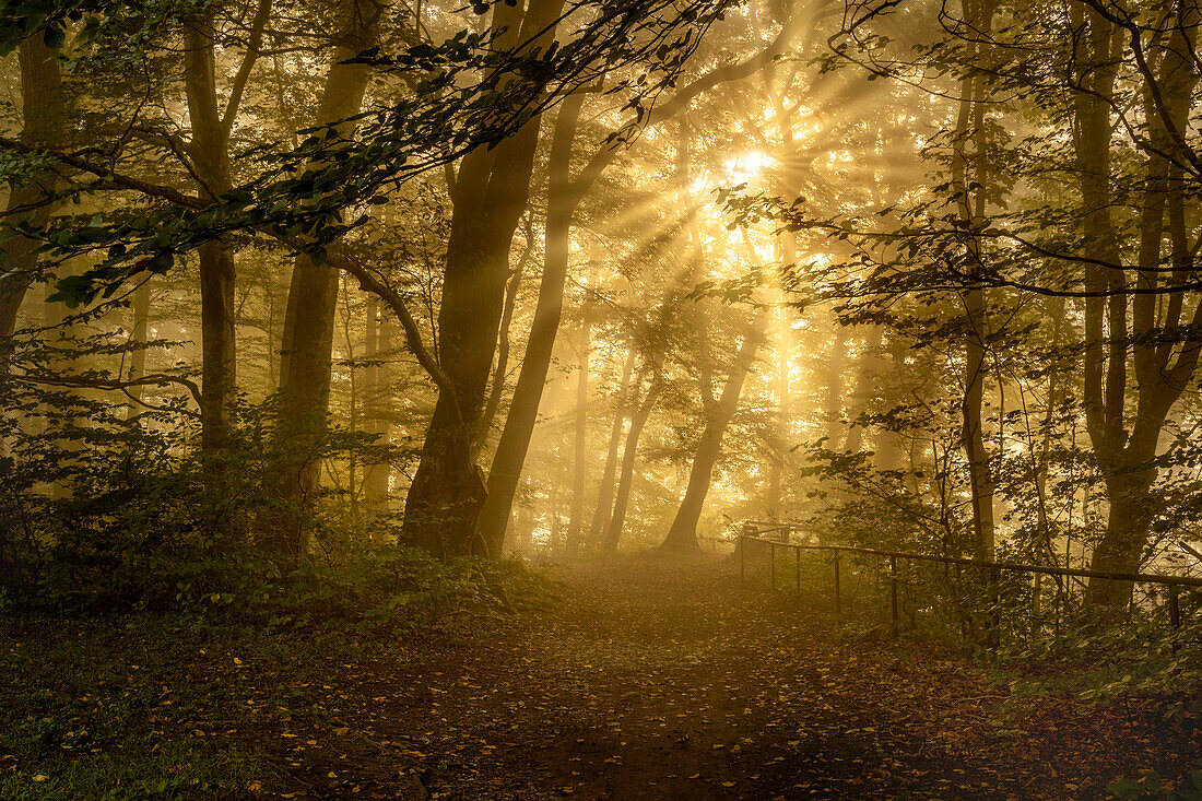 Morning mood in the beech forest in autumn south of Munich, Bavaria, Germany, Europe