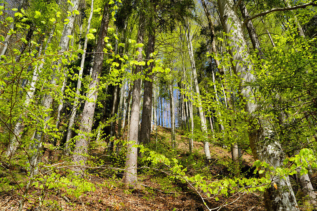 Hillside forest above the Loisach along the Loisach circular route near Großweil, Bavaria, Germany