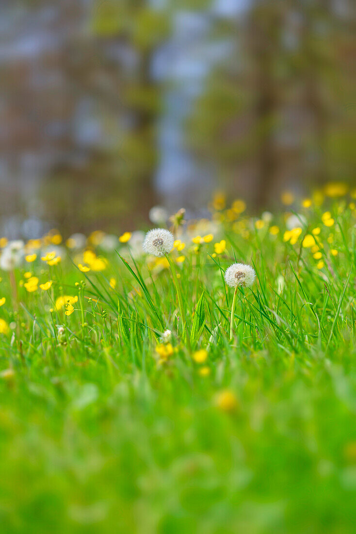 Pusteblumen in einer Frühlingswiese, Bayern, Deutschland, Europa