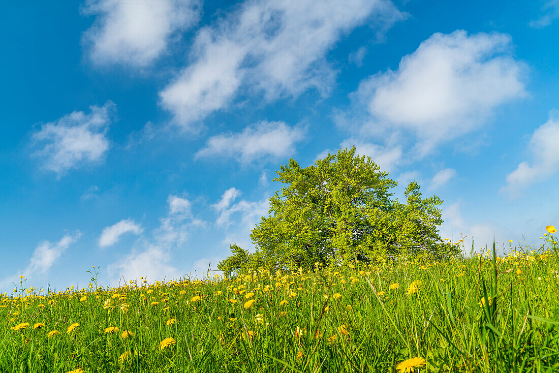 Sonniger Frühlingstag am Andechser Höhenweg, Bayern, Deutschland, Europa