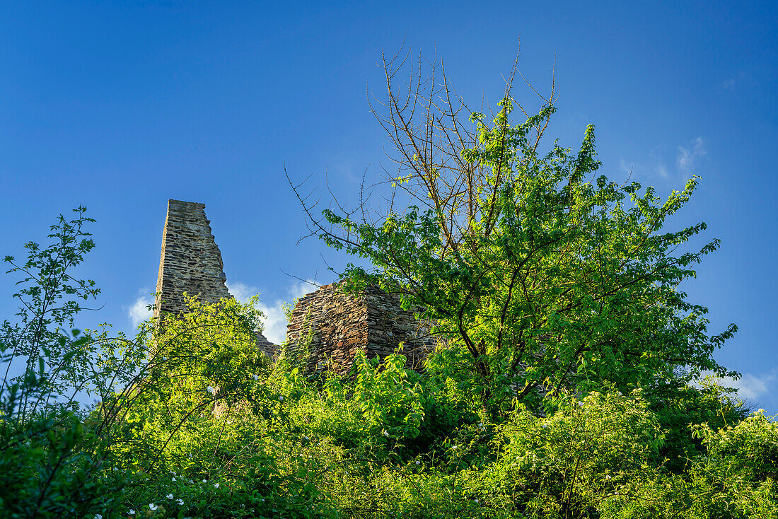 View of the impressive Niederburg ruins from Kobern-Gondorf in spring, Moselle, Rhineland-Palatinate, Germany