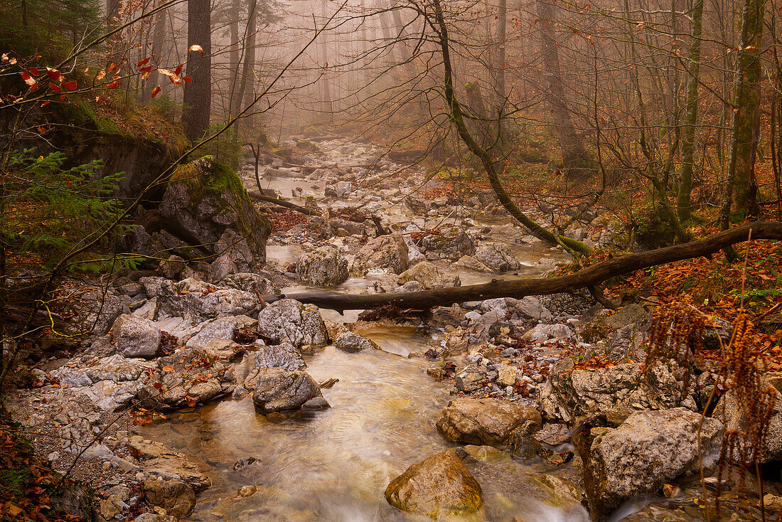 Herbst am Lainbach, Kochel am See, Bayern, Deutschland, Europa