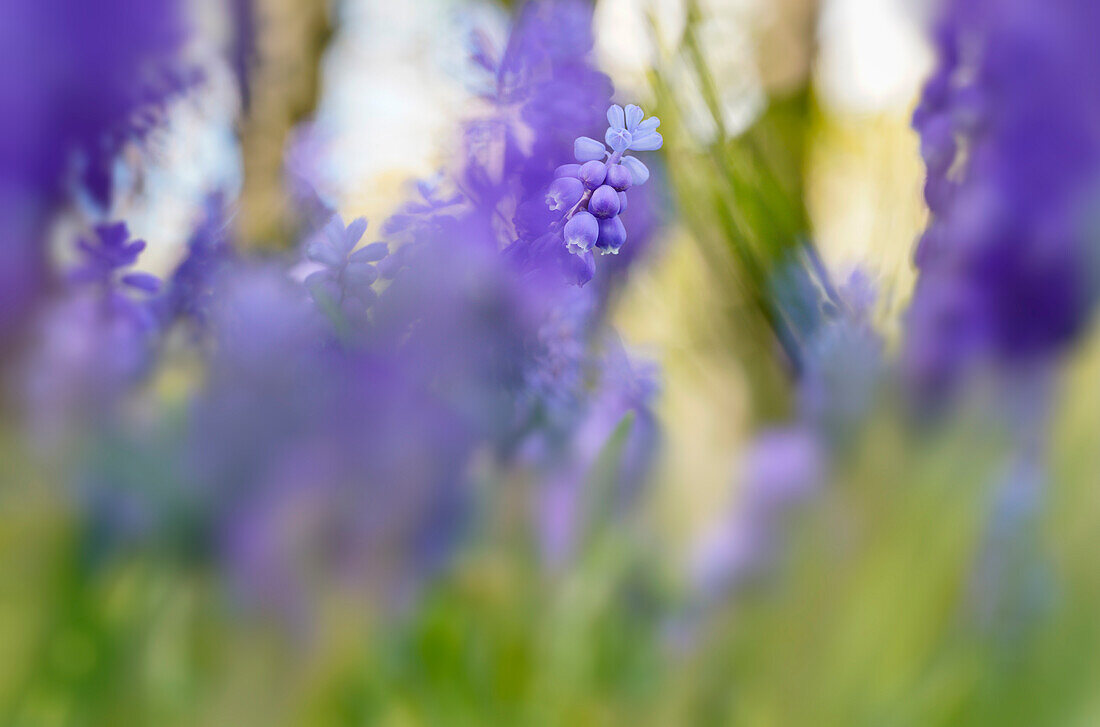 Grape hyacinth in sunny spring light, Bavaria, Germany