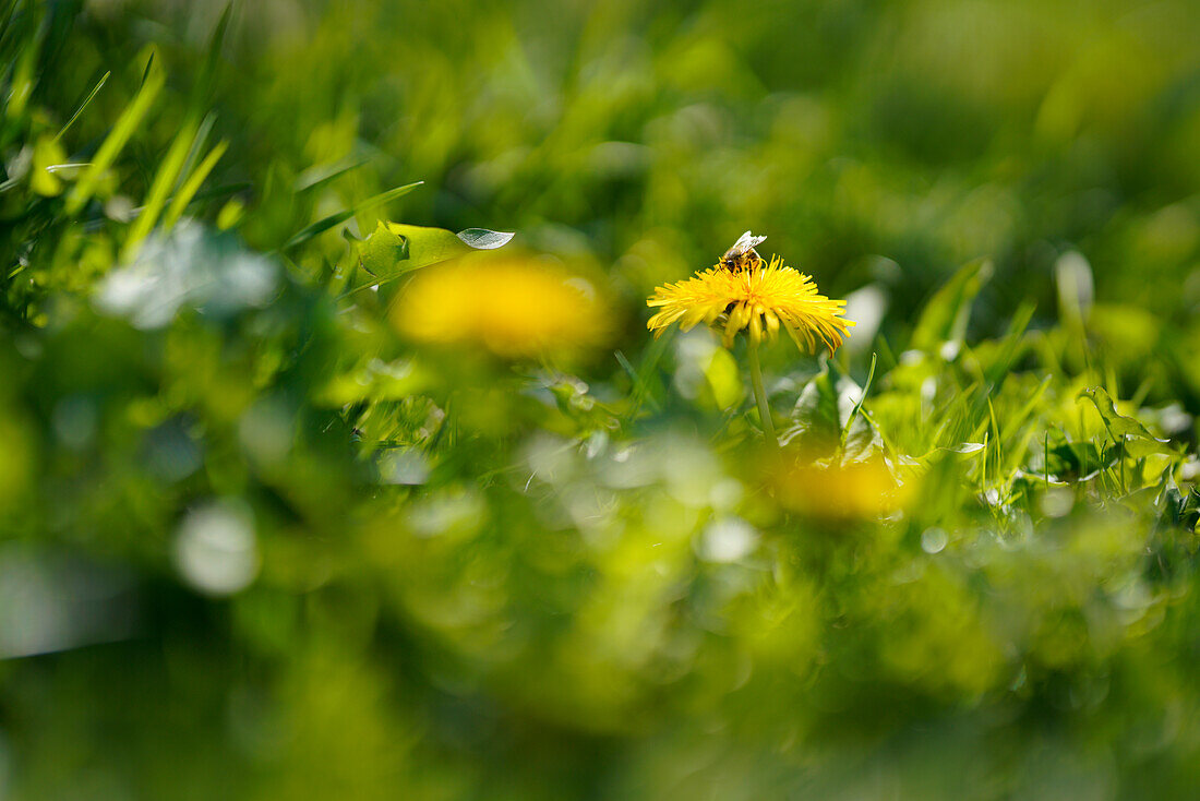 Dandelion in a spring meadow, Bavaria, Germany, Europe