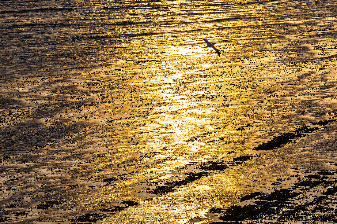 Golden evening mood at low tide in the Watt, Heligoland, Insel, Schleswig-Holstein, Germany