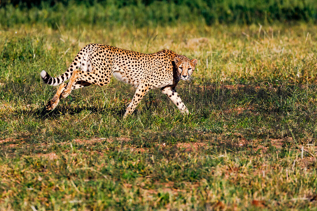A cheetah with distinctive orange eyes intently pursuing its prey