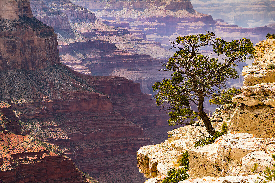 Aussicht auf einen Baum im Grand Canyon mit gelben und roten Felsen