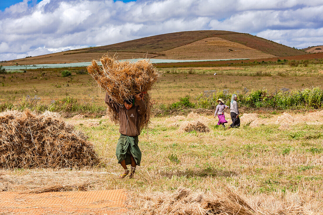 Auf einem Feld in Myanmar schafft ein Bauer Reis zum Dreschen zu den anderen Bauern