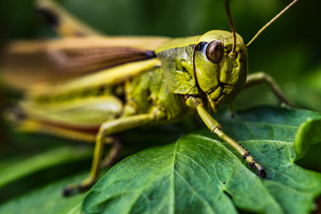 The head, antennae, and front legs of a black-spotted grasshopper perched on a leaf