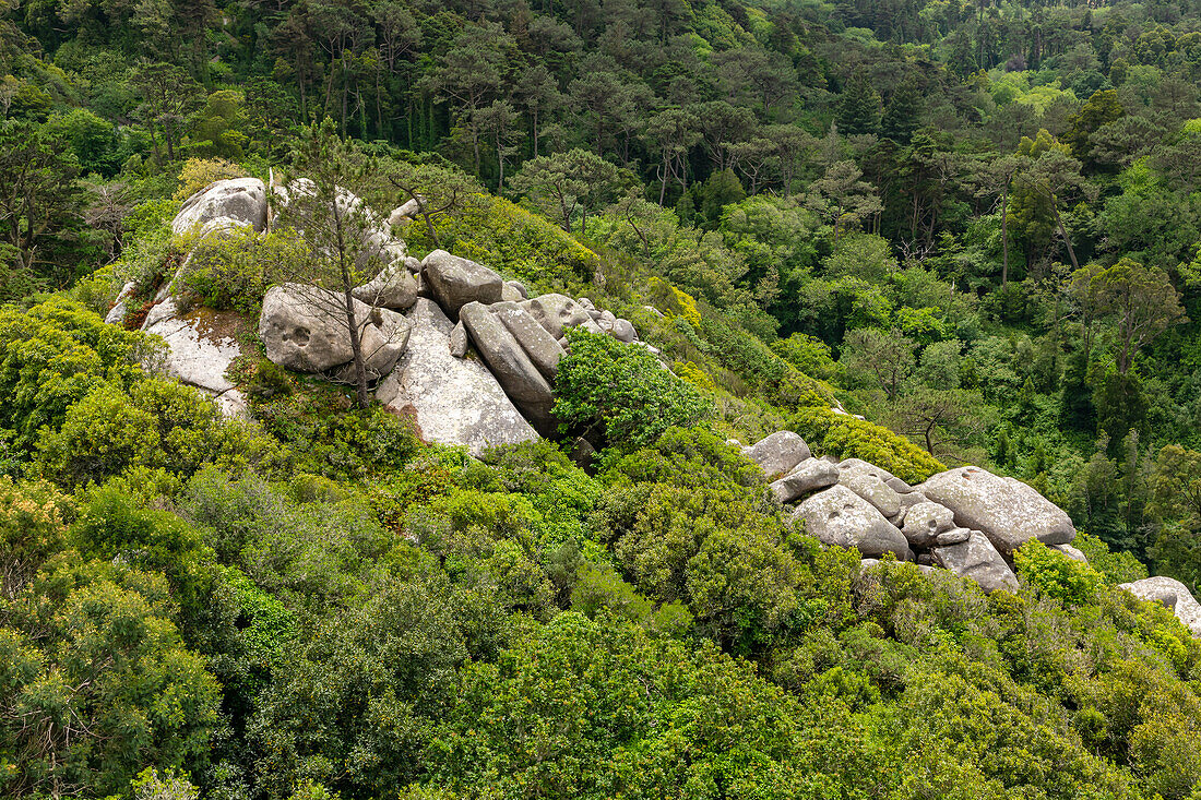 Granitfelsen im Wald der Serra da Sintra im Welterbe der Kulturlandschaft von Sintra, Portugal