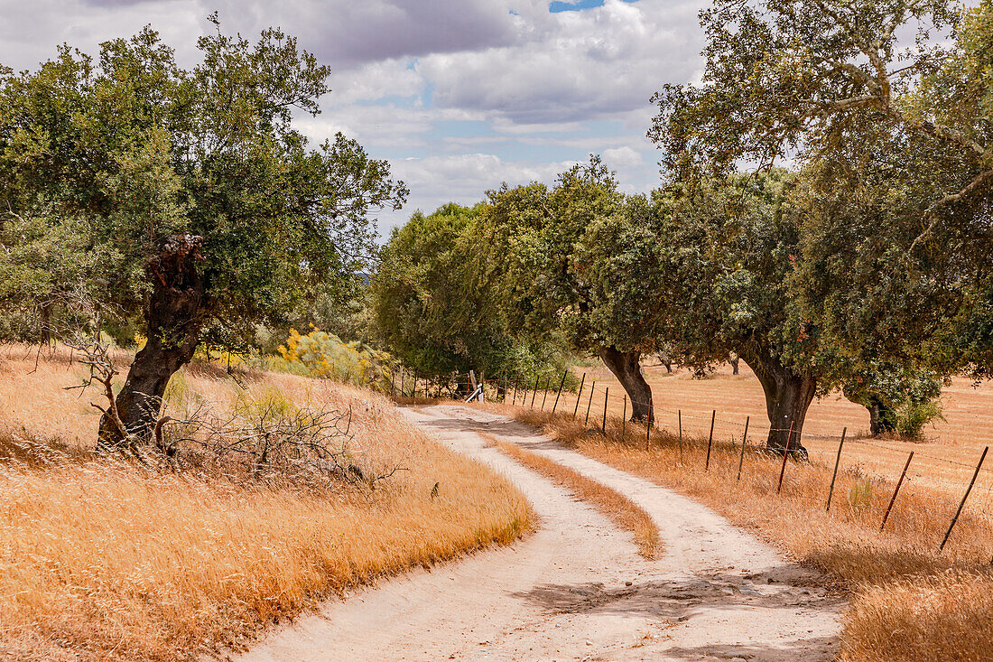 Korkeichen am Rande eines Feldweges im savannenartigen portugiesischen Alentejo, Iberische Halbinsel