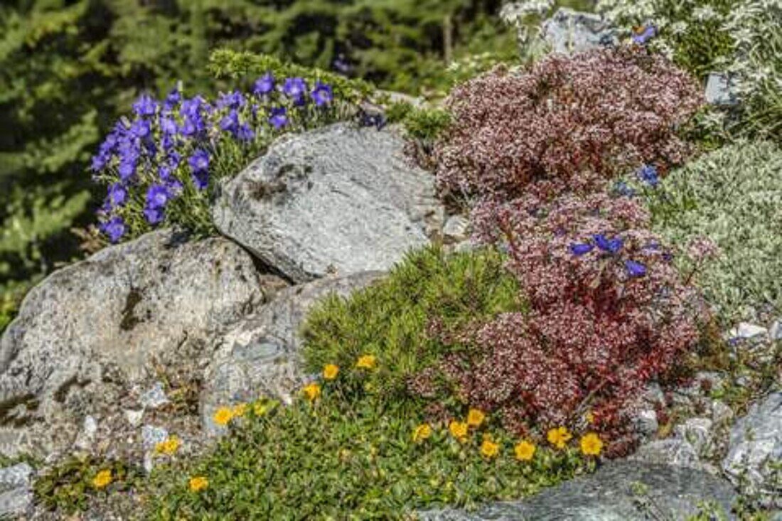 Rock garden with alpine flowers in the botanical alpine garden 'Alpinum' on the Schatzalp near Davos, Graubünden, Switzerland