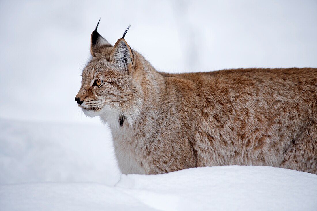 Eurasian Lynx in the snow (Lynx lynx).