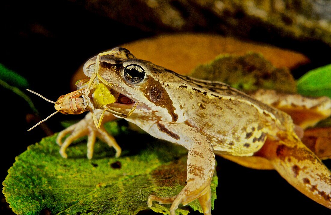 Freshwater Rivers. Iberian Frog (Rana iberica) devouring grasshopper. Rio Tea. Galicia. Spain. Europe.