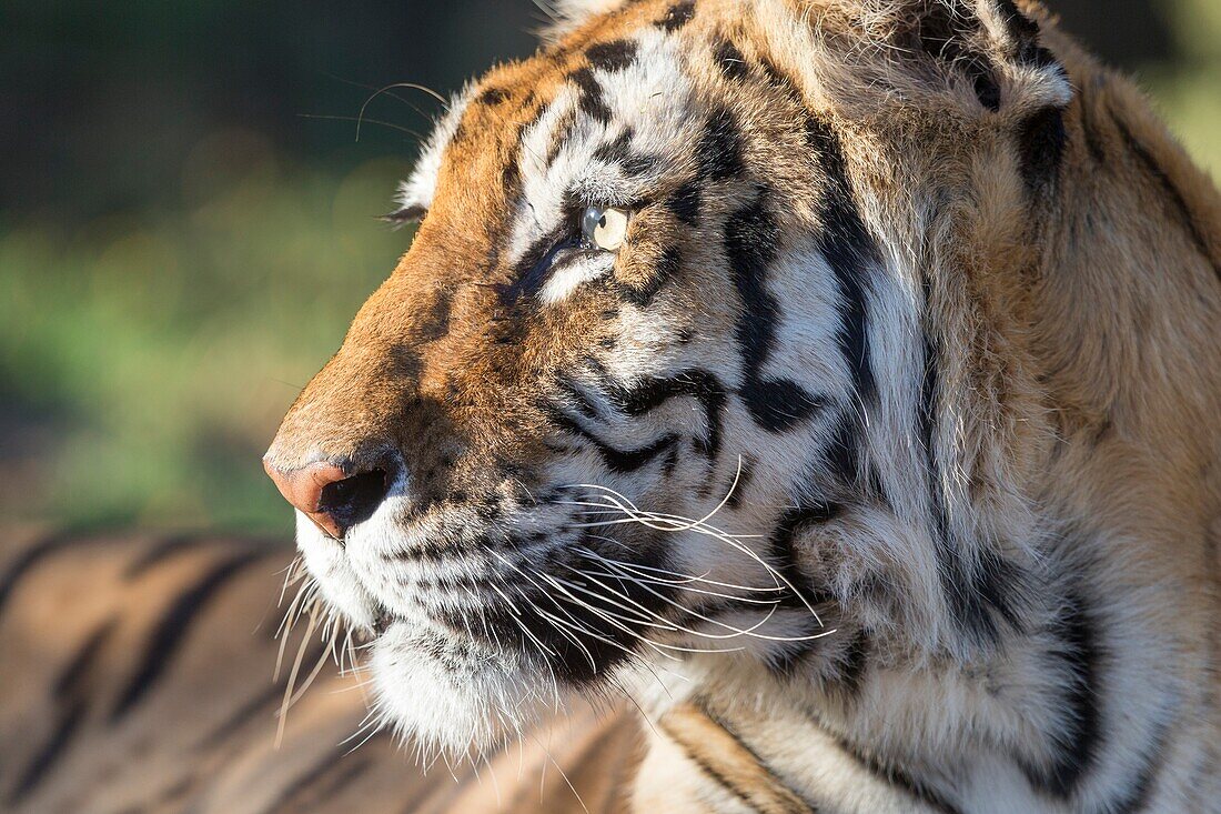 Südafrika, Private Reserve, Asiatischer (Bengalischer) Tiger (Panthera Tigris Tigris), ruhen.