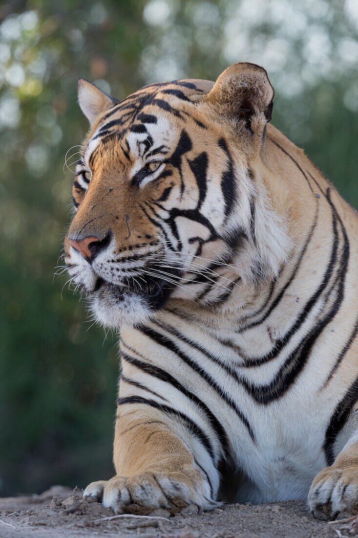 Südafrika, Private Reserve, Asiatischer (Bengalischer) Tiger (Panthera Tigris Tigris), ruhen.