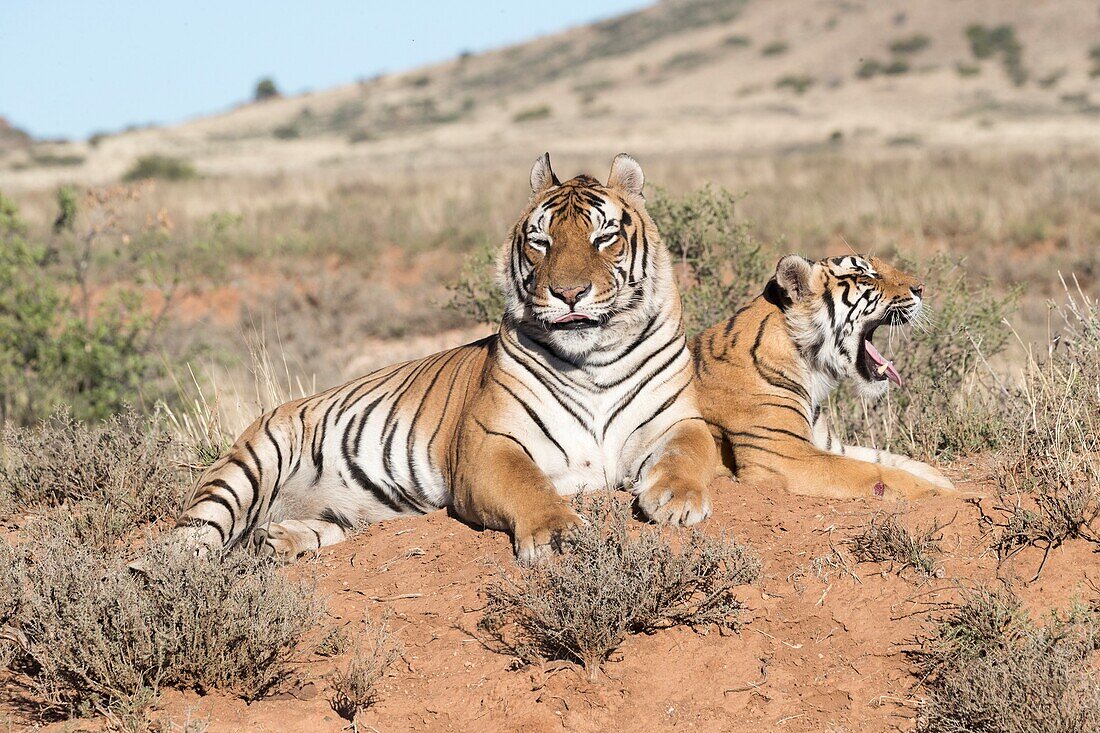 Südafrika, Privates Reservat, Asiatischer (Bengalischer) Tiger (Panthera tigris tigris), ruhend.