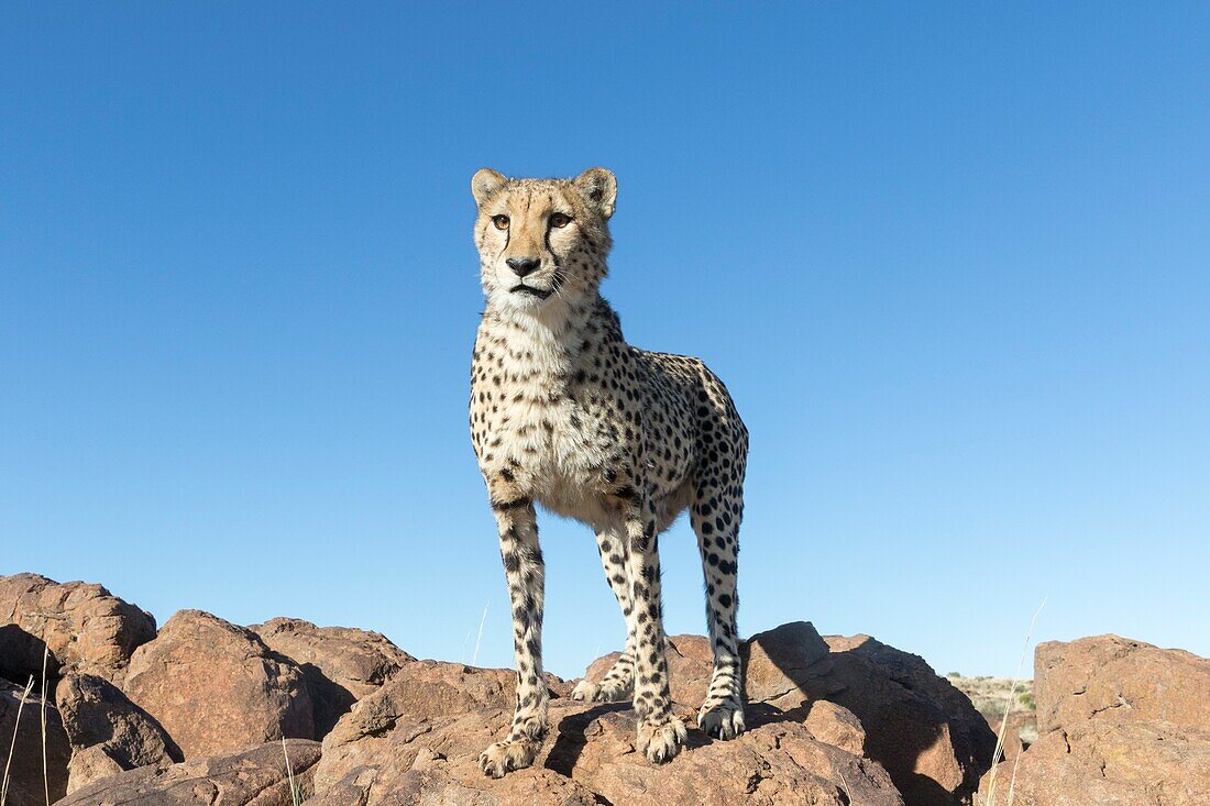 Afrique du Sud,Reserve privee,Guepard (Acinonyx jubatus),se deplacant / South Africa,Private reserve,Cheetah (Acinonyx jubatus),walking.