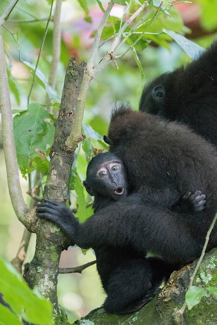 Asia,Indonesia,Celebes,Sulawesi,Tangkoko National Park,Celebes crested macaque or crested black macaque,Sulawesi crested macaque,or the black ape (Macaca nigra),Mother and baby.