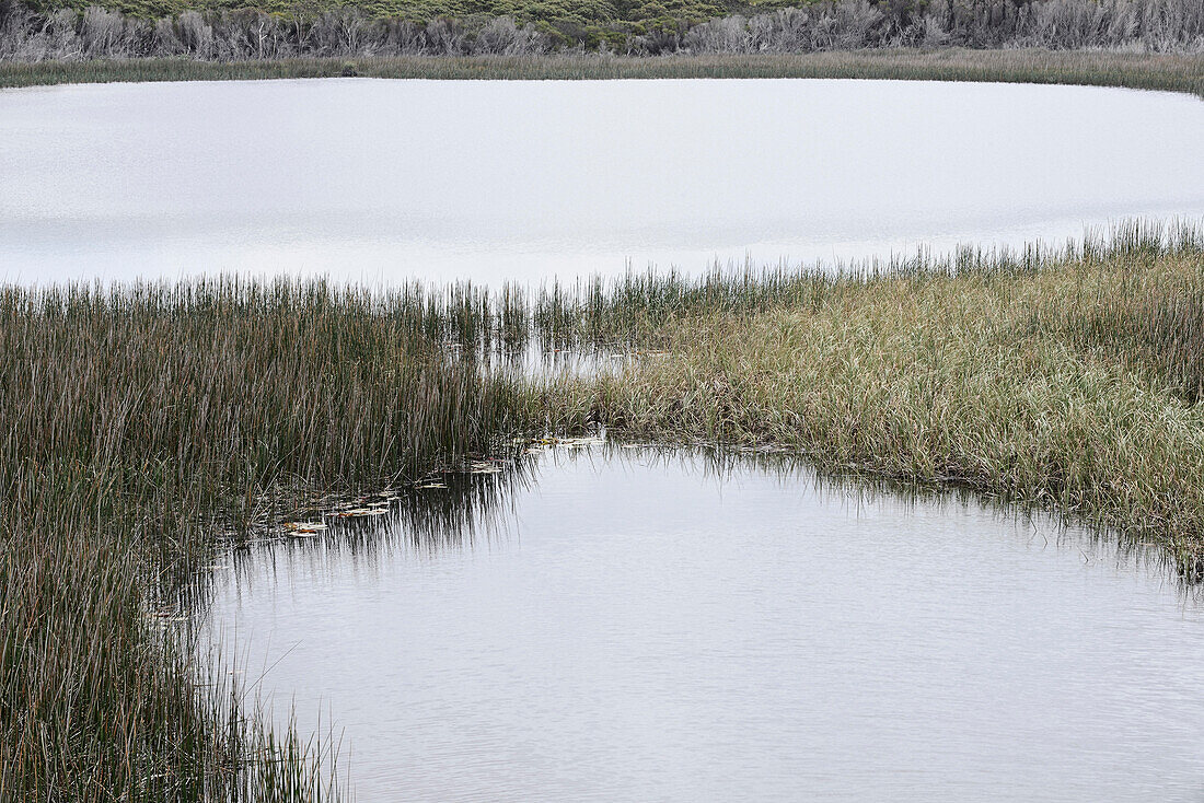 Marley Swamp, Royal National Park, NSW, Australia