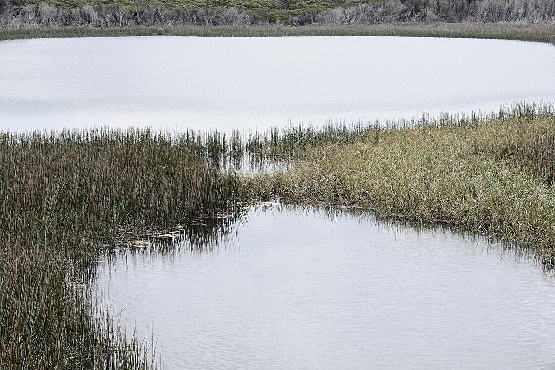 Marley Swamp, Royal National Park, NSW, Australien