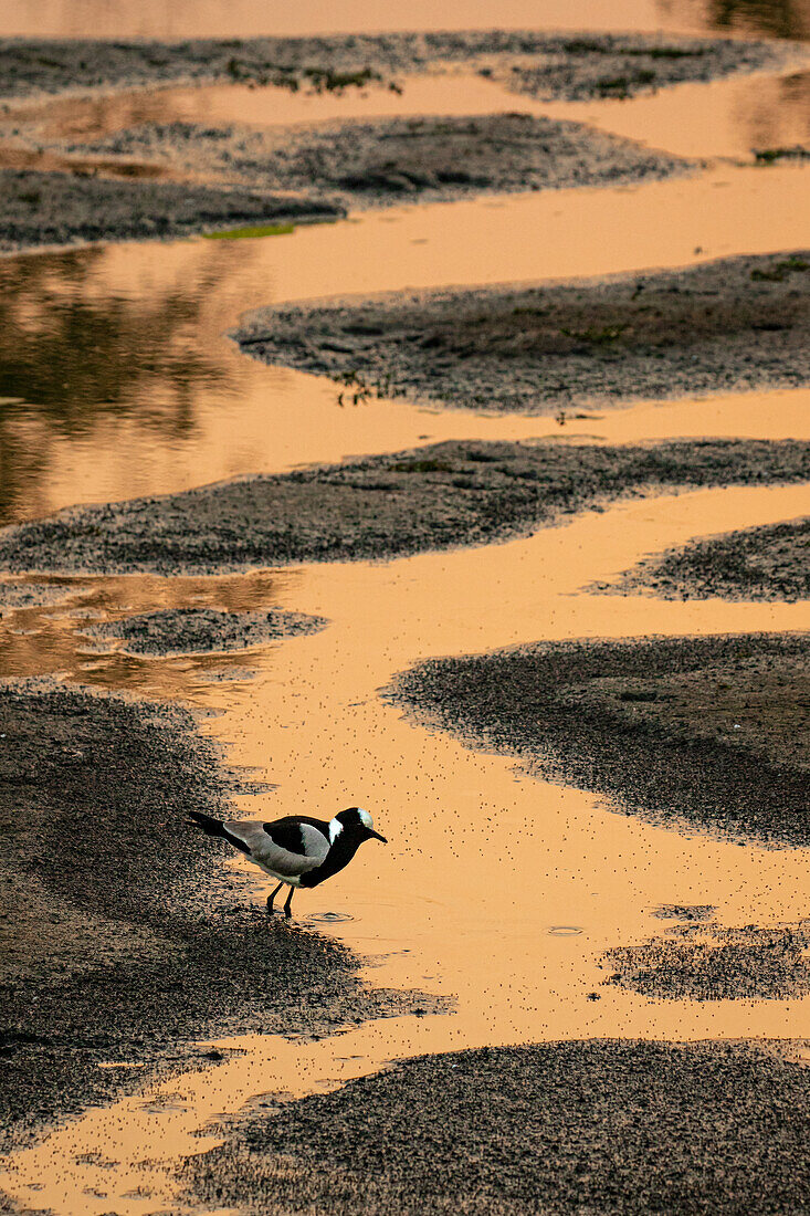 A Blacksmith Lapwing, Vanellus armatus, stands in a winding stream