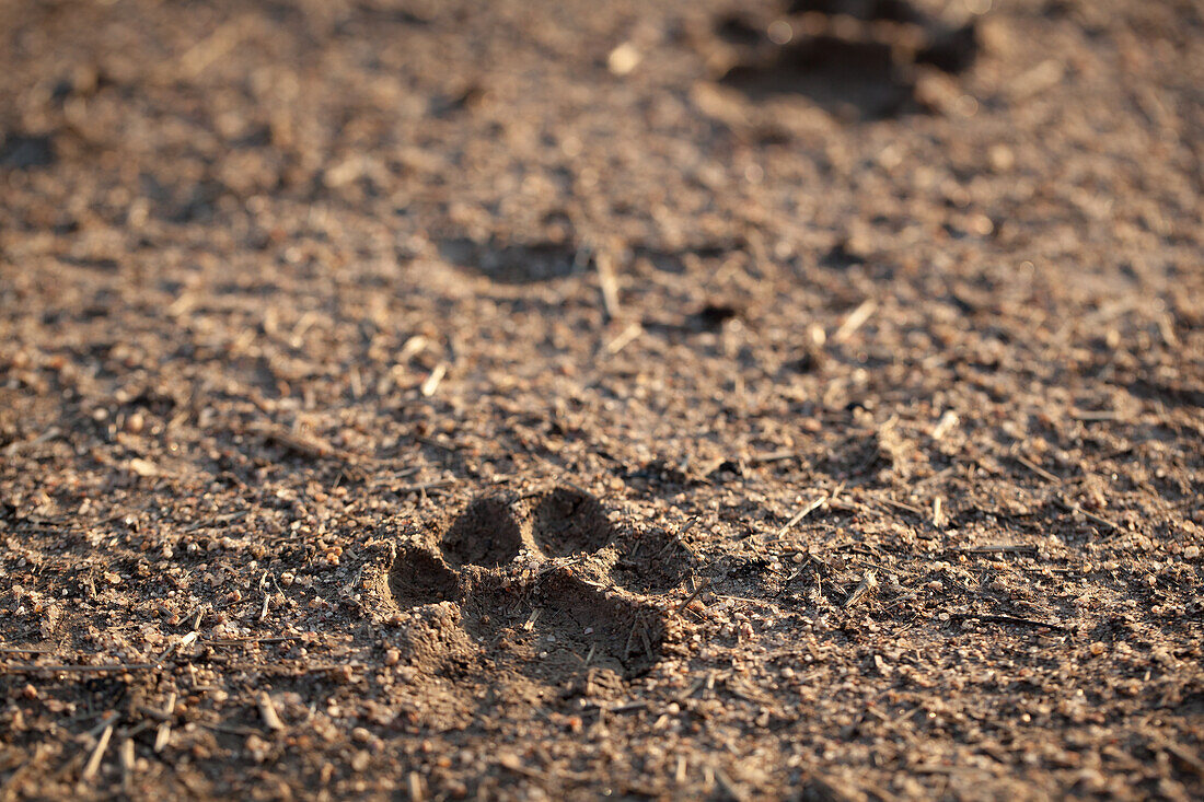 A leopard, Panthera pardus, track in the mud
